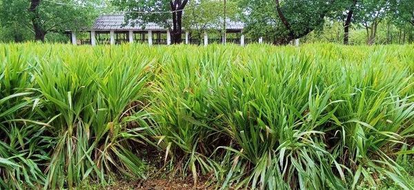 马圭省本漂县区今年冬季将规划种植家畜牧草1万2千多英亩