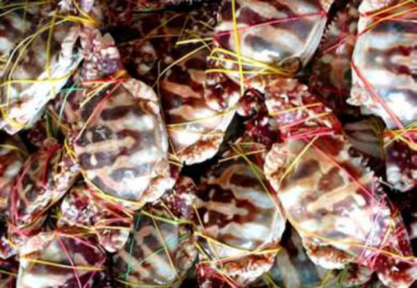 伊洛瓦底省礼德耶县区9月份期间向仰光市输送出虎蟹7.5万缅斤