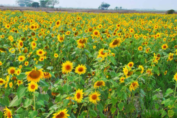 马圭省本漂县区雨季种植的油料作物已完成3万多英亩的采收工作