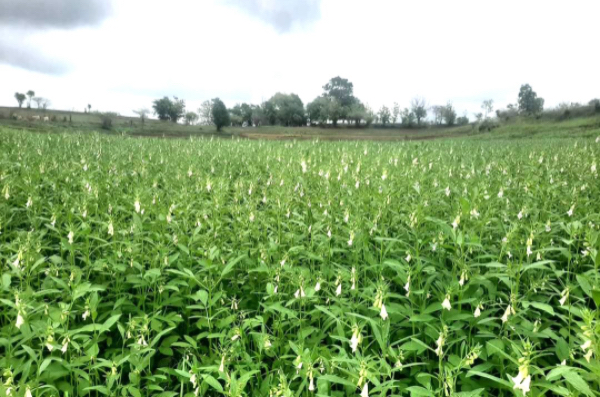 实皆省德拜茵县区现冬季时期规划种植1.5万多英亩冬芝麻