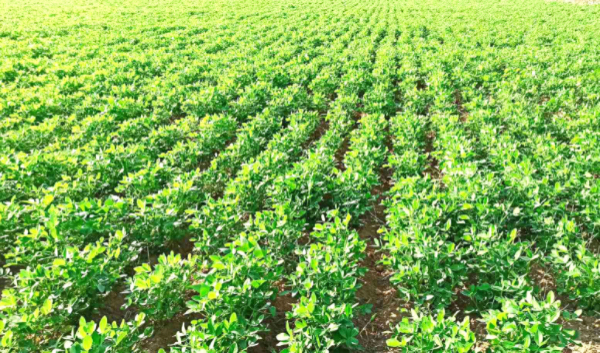 实皆省耶乌县区现财年雨季已种植雨花生1.1万多英亩