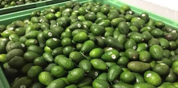 缅甸计划本产季向中泰印出口5000吨牛油果