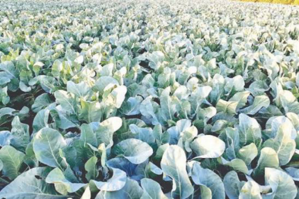 伊洛瓦底省渺弥亚县区今年冬季规划种植4千多英亩厨房作物