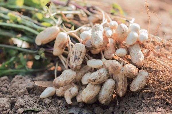 实皆省遵纳县区今年冬季期间规划种植冬花生1.3万多英亩