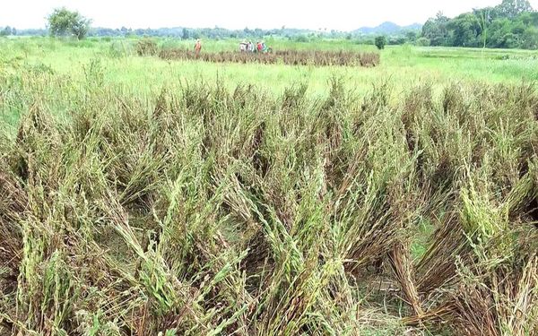  实皆省迪姜县区现财年冬季规划种植8千多英亩冬芝麻