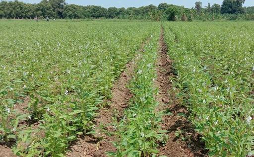 实皆省实皆县区现财年雨季种植的雨芝麻已有1万多英亩完成采收