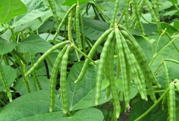 实皆省淡色县区今年种植的雨绿豆已有2千多英亩完成采收工作