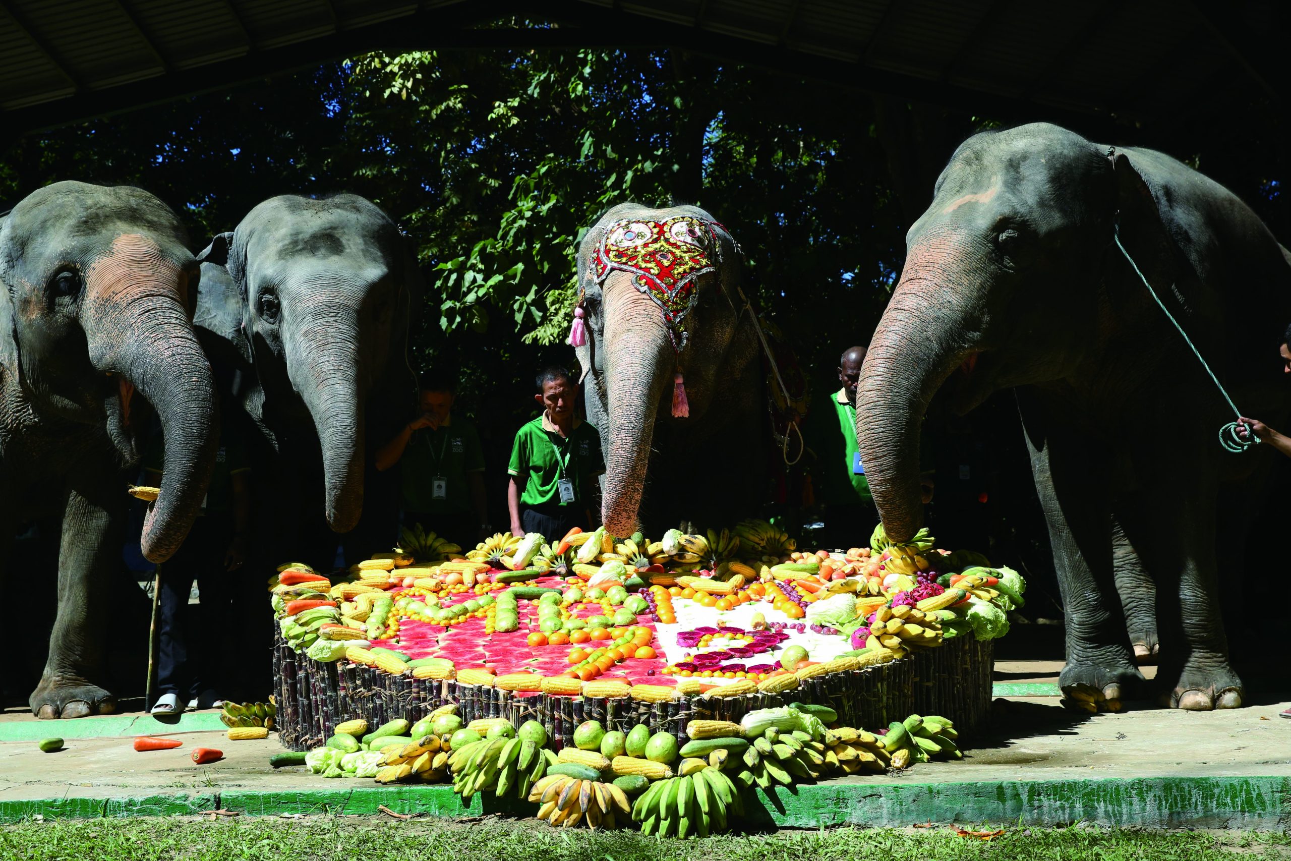仰光动物园为母象莫莫举办72周年生日庆典