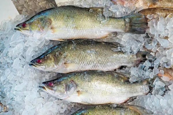 伊洛瓦底省纳不打县区向仰光市输送出大量的攀鲈鱼种