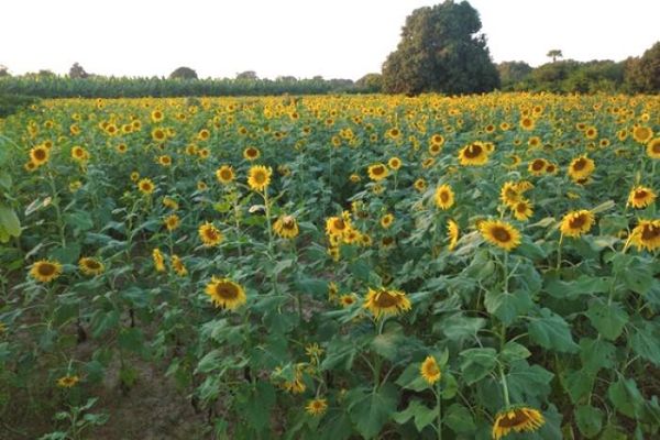 实皆省遵纳县区今年冬季规划种植冬向日葵1,200多英亩