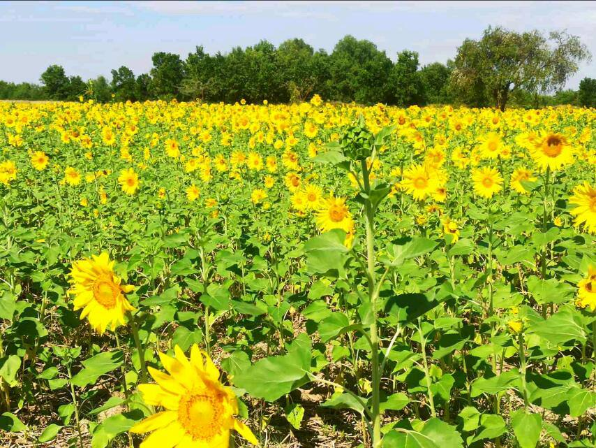马圭省本漂县区规划种植冬向日葵1.6万多英亩已种2,600多英亩