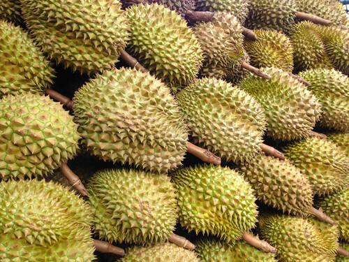 缅甸国内榴莲也计划向国外市场进军了
