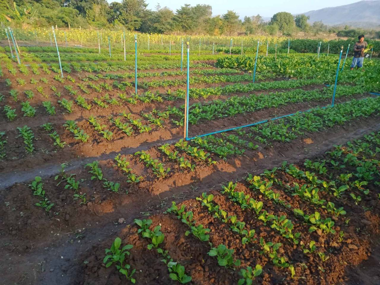 伊洛瓦底省英脉县区今年冬季规划种植各种雨蔬菜1,200多英亩