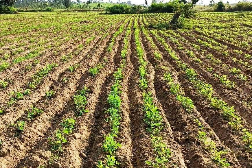 实皆省苗县区在现财年冬季规划种植各种冬蔬菜近4千英亩