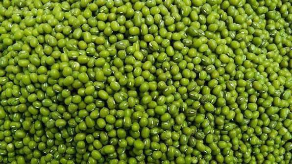 实皆省甘布鲁县区规划今年雨季种植的雨绿豆已全部完成采收工作