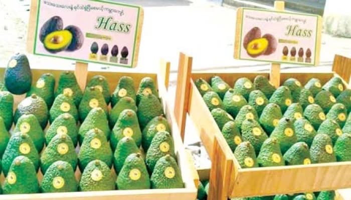 缅甸计划今年向印度出口200吨冷冻牛油果