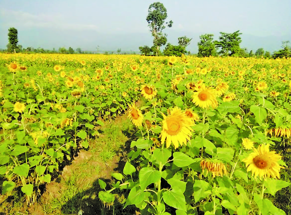 实皆省甘布鲁县区今年冬季期间规划种植20多万英亩油料作物