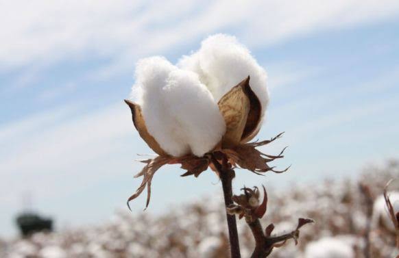 实皆省布达林县区规划种植雨棉花5千多英亩已种植1千多英亩