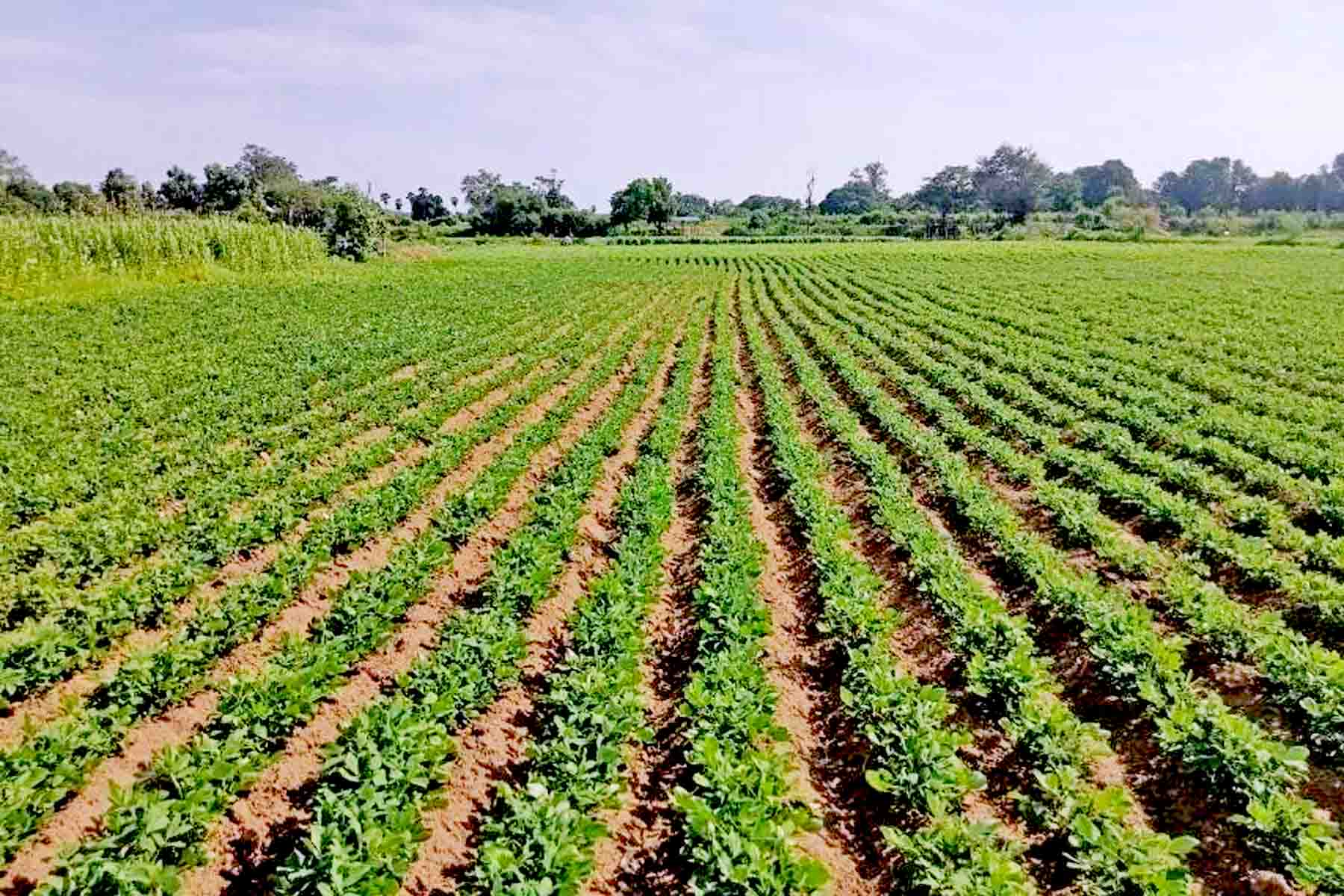 马圭省本漂县区现财年冬季规划种植的冬作物已种2.5万多英亩