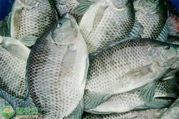 伊洛瓦底省扎伦县区生产出来的罗非鱼购买者众多销路良好
