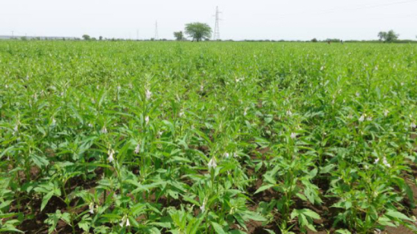 实皆省耶乌县区今年种植的3千英亩雨芝麻已完成采收工作