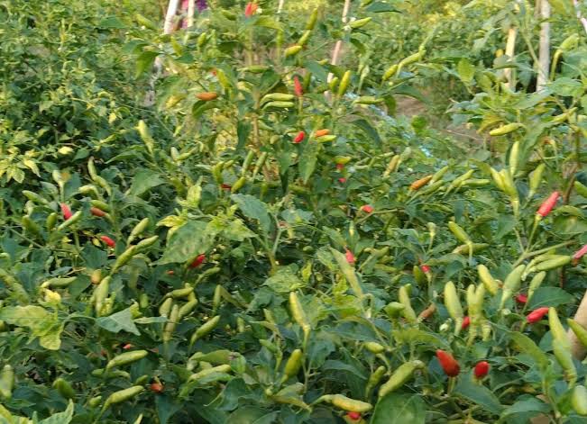 实皆省茵马宾专区今年冬季种植了辣椒作物1千多英亩