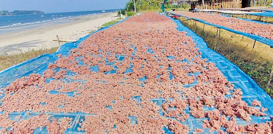 伊洛瓦底省博加礼县区向仰光市输送出大量的鱼酱