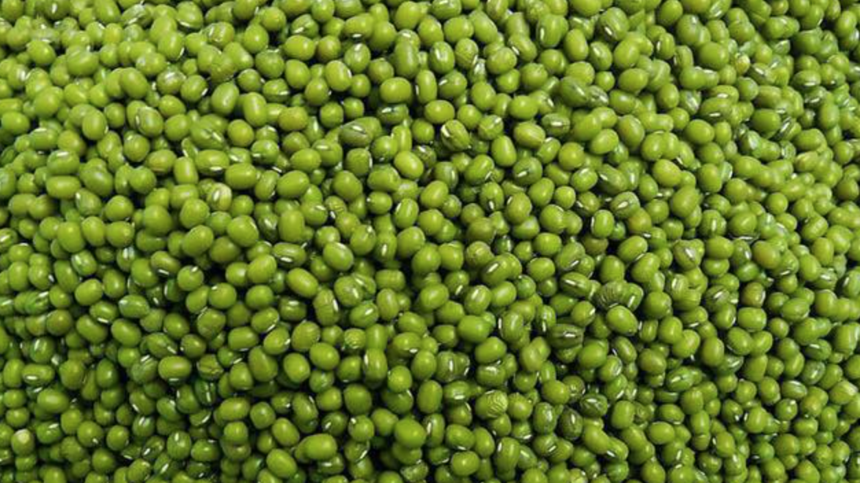 实皆省耶乌县区雨季期间种植的1千多英亩绿豆已全完成采收工作