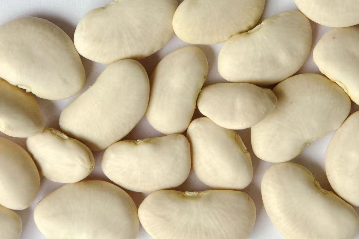 实皆省耶乌县区今年冬季规划种植利玛豆作物3千多英亩