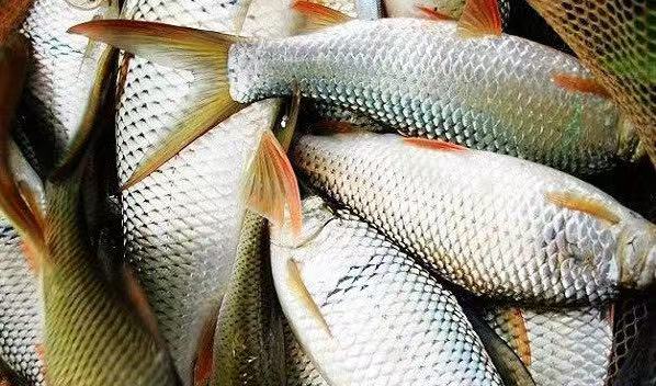 伊洛瓦底省吉叻县区10月份期间向仰光市输出大量的水产品鲮鱼