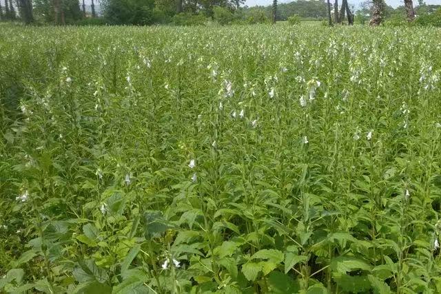 勃固省包康县区今年雨季种植3.9万英亩雨芝麻已开始采收工作