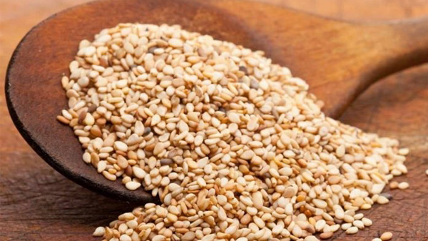 实皆省达木专区今年冬季规划种植冬芝麻作物2千多英亩