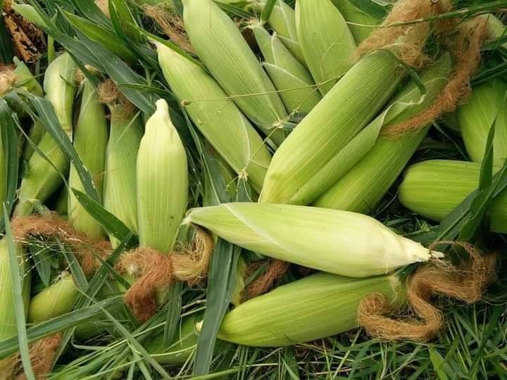 勃固省包康县区季种植的厨房作物玉蜀黍与萝卜收成良好