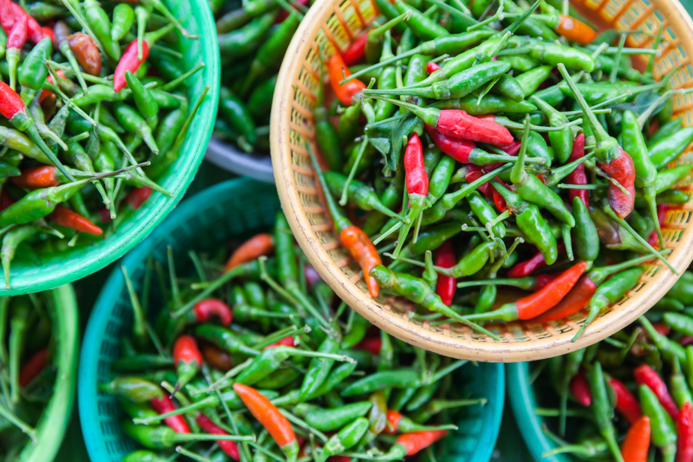 伊洛瓦底省英脉县区现财年冬季期间规划种植辣椒作物2千多英亩