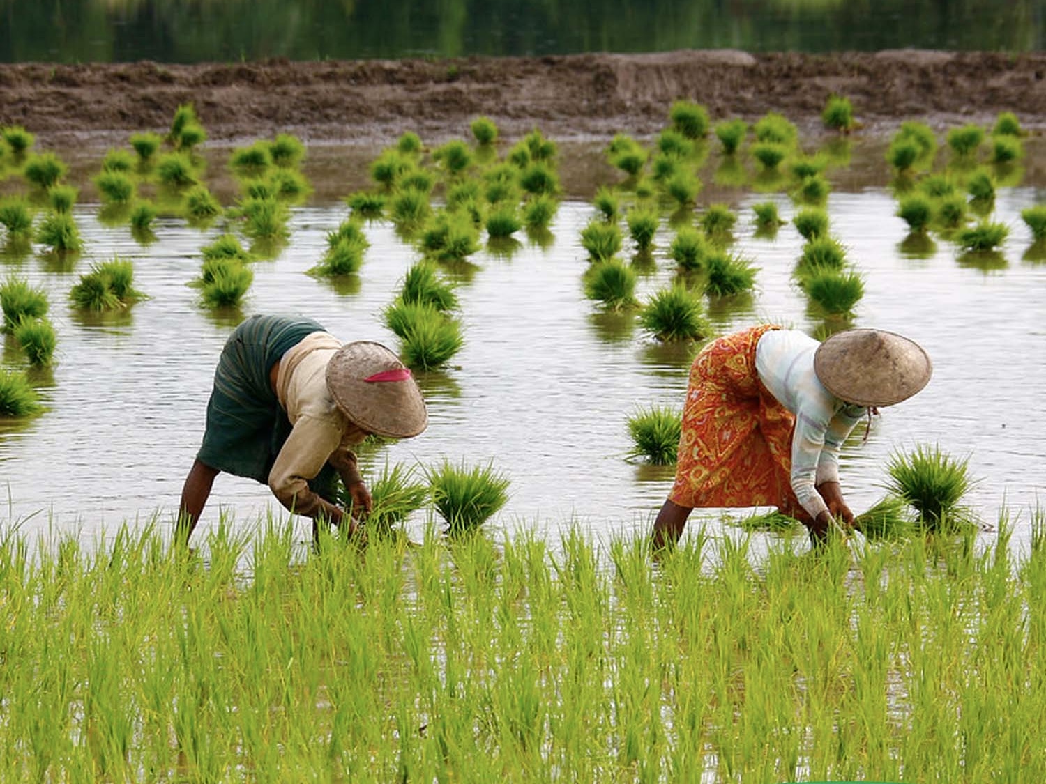 实皆省实皆县区今年雨季种植的雨季稻已超过规划面积