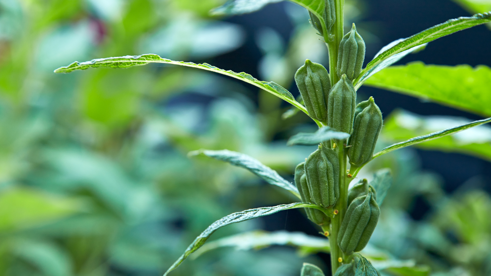 实皆省蒙育瓦县区今年种植的雨芝麻作物已全部完成采收工作