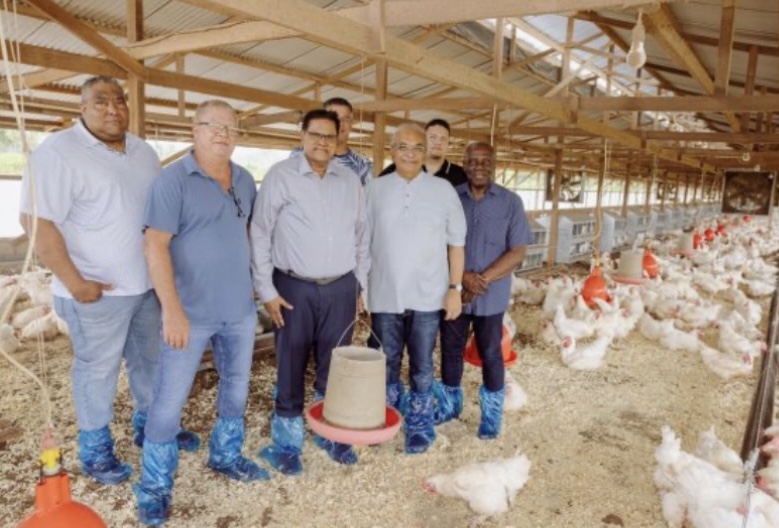 阿富汗南部投资1.5亿美元于养鸡业为1500多民众创造就业机会