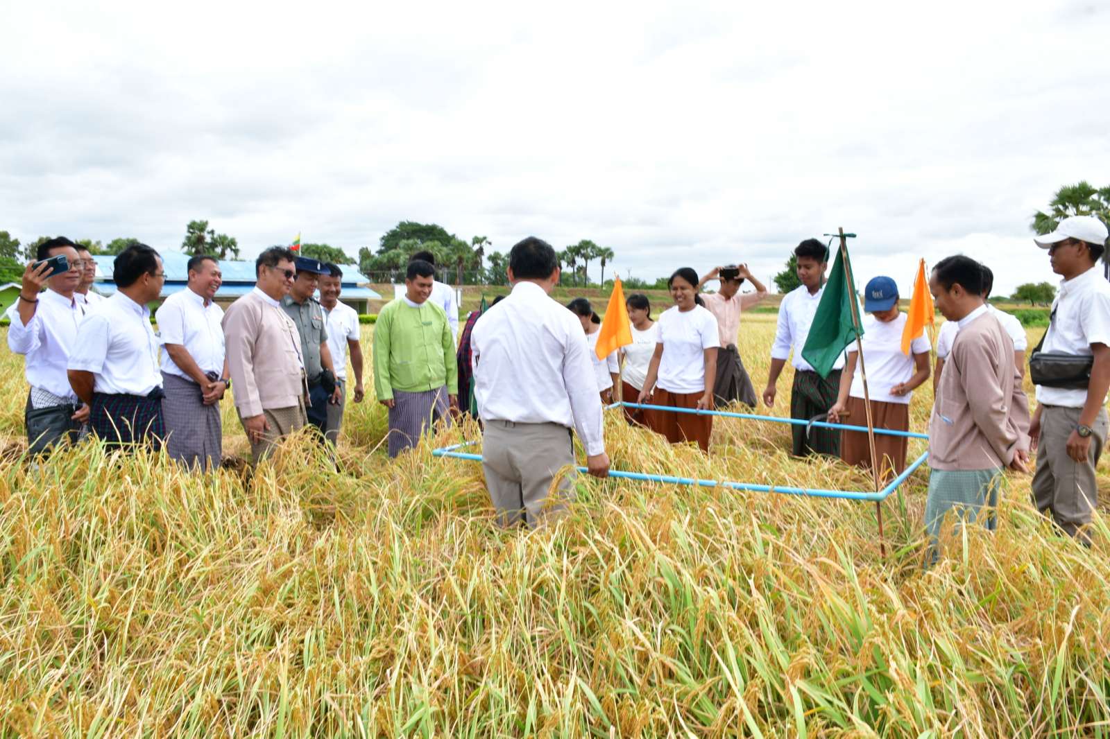 伊洛瓦底省博加礼县区种植雨季稻36万多英亩已完成标准田采收