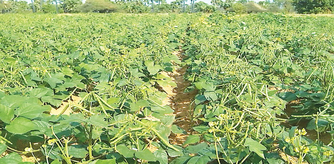 实皆省阿亚多县区规划种植4千多英亩冬绿豆已种1千多英亩