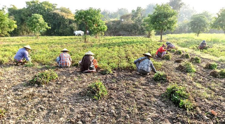 实皆省茵马宾专区种植的雨花生已有2.1万多英亩完成采收工作
