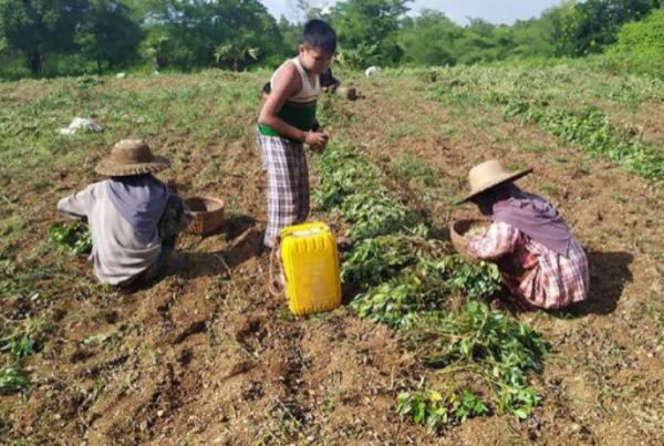 实皆省德拜茵县区雨季时期种植的3万多英亩雨花生已采收完毕