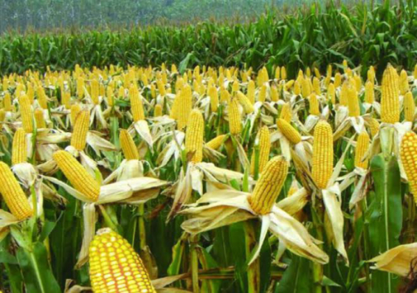 实皆省瑞帽县区雨季期间种植的雨玉米玉蜀黍已全部完成采收