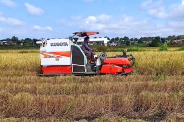 伊洛瓦底省毛淡棉遵县区种植的25万多英亩雨季稻已开始收割