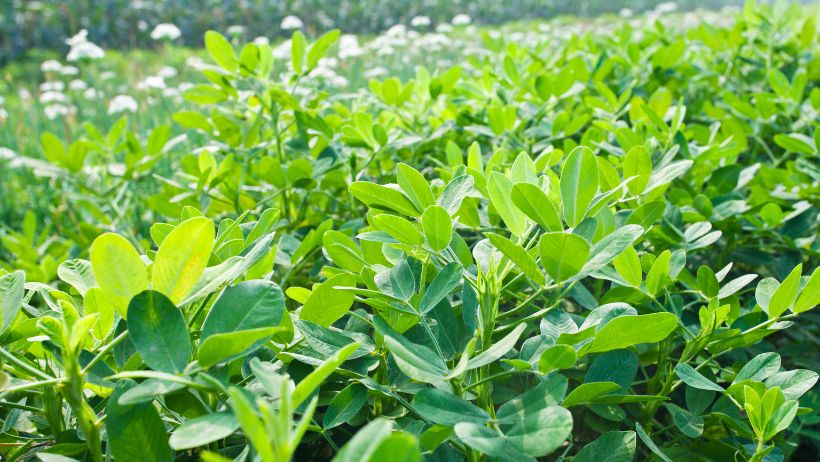 实皆省坎底县区现财年冬季规划种植冬花生1,600多英亩