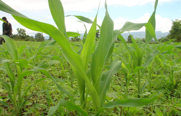 伊洛瓦底省勃生专区今年冬季规划种植5千多英亩玉蜀黍