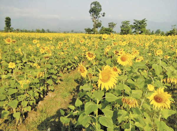 勃固省德宫县区今年种植的油料作物花生正在茁壮成长之中