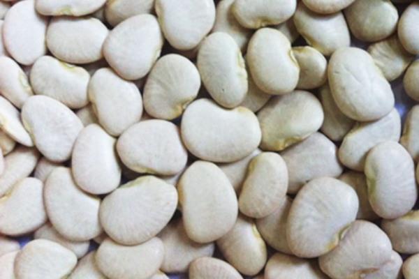 马圭省本漂县区冬季规划种植黄油豆8千多英亩已种9千多英亩