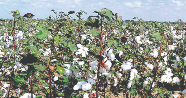 马圭省本漂县区雨季种植的长纤维棉花已完成600多英亩采收工作
