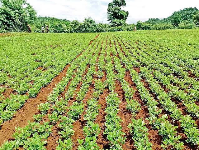 实皆省耶乌县区现财年雨季种植的雨花生1.1万多英亩已完成采收