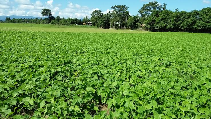勃固省坦达宾县区已完成今年冬季冬豆类6万多英亩种植工作